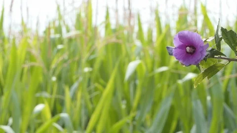 Focus change from purple flower to corn field Stock Footage 112750228