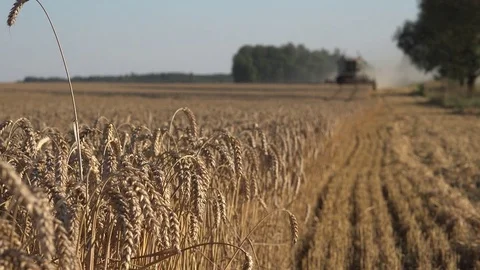 Focus change from thresher machine to ripe wheat plants. 4K 動画素材 81299930