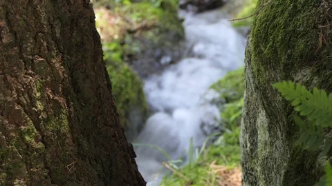 Focus change from tree and stone to fast water mountain torrent Video stock 112750608
