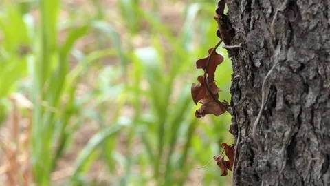 Focus change from tree bark to corn field Video stock 112750203