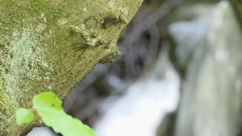 Focus change from tree closeup to fast water mountain creek Stock-Footage 112750685