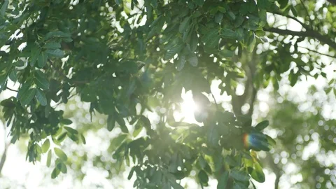 Focus changes when sunlight sparkling among green leaves Video stock 79511591