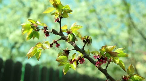 Focus changing on an apricot tree with flowers Stock Footage 37229017