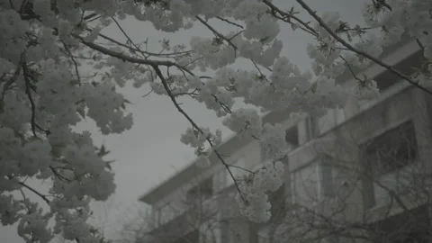 In focus cherry blossums 库存影片 153062730