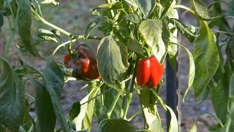 Focus On a Chili pepper Video stock 90582599