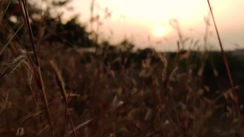 Focus to close up focus of dry grass. Stock Footage 139097671