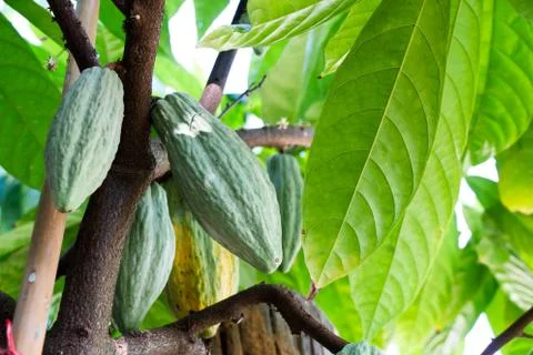Focus Cocoa  In the garden, Cocoa is an economic crop. Useful can be processed.  Stock Photos