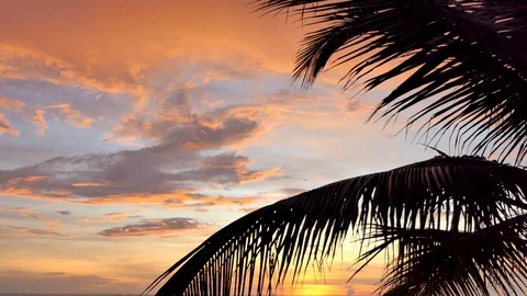 Focus on the coconut leaves against the backdrop of a sunset sky Stock-Footage 118449859