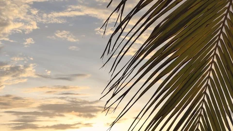 Focus on the coconut leaves against the backdrop of a sunset sky 库存影片 118450151
