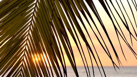 Focus on the coconut leaves at the backdrop of the sunset beach Stock-Footage 118450127