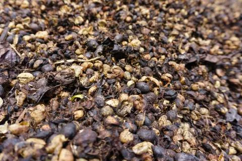Focus coffee seed Stock Photos