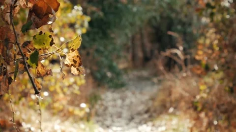 Focus on colorful leaves in fall on tree next to walking trail Stock Footage 255620819