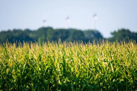 Focus on a cornfield  with a blurred background Stock Photos