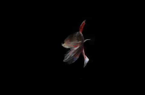 Focus to Damage or Broken Fin, Sick Betta fish, at Black background Stock Photos