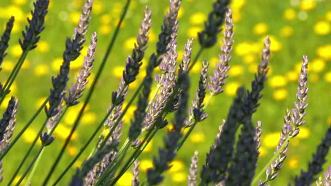 Focus on dandelion flowers on grass, changing to the tips of lavender. Stock Footage 278152764