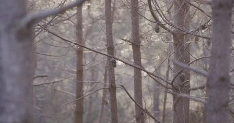 Focus on detail of empty forest with naked dry trees during day time in 5K Stock Footage 160818110