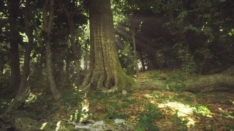Focus on detailed surface of tree bark with moss patches and rugged roots Stock Footage 333555274