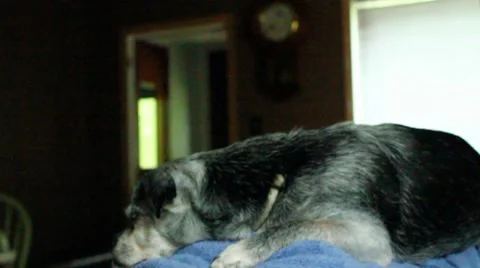 Focus from dog to clock and back again Video stock 8582449