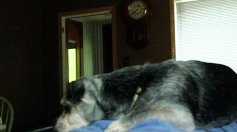 Focus from dog to clock Stock Footage 8583634