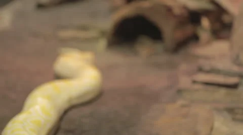 Focus Down Yellow Snake Revealing a Python Stock Footage 24334610