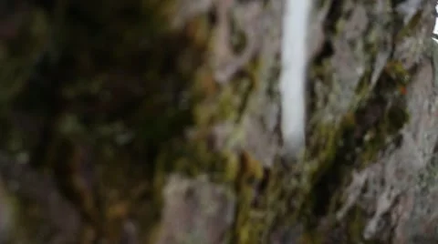 Focus to dripping icicle Video stock 46059519