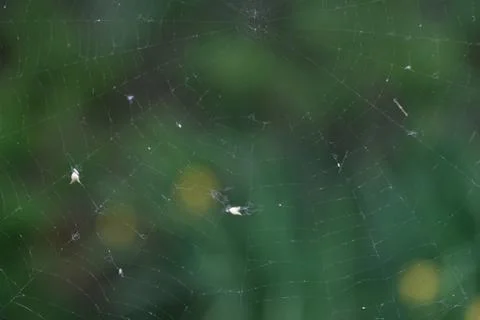 Focus on empty spider web Stock Photos