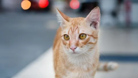 Focus on the face of Thai cats. With beautiful orange pattern Golden yellow Foto stock