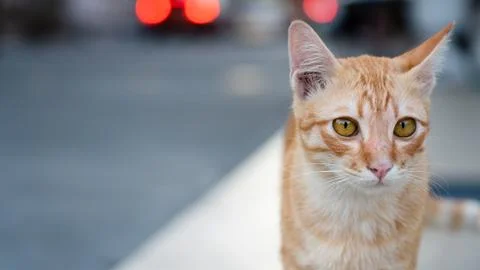 Focus on the face of Thai cats. With beautiful orange pattern Golden yellow Stock Photos