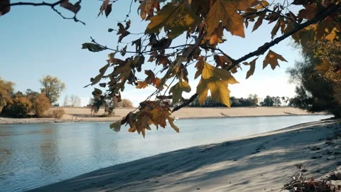 Focus on fall leaves with boat out of focus going down river Stock Footage 258639618