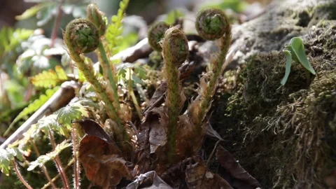Focus in on Fiddleheads Stock Footage 154012720