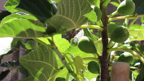 Focus on a fig tree Stock Footage 138890788