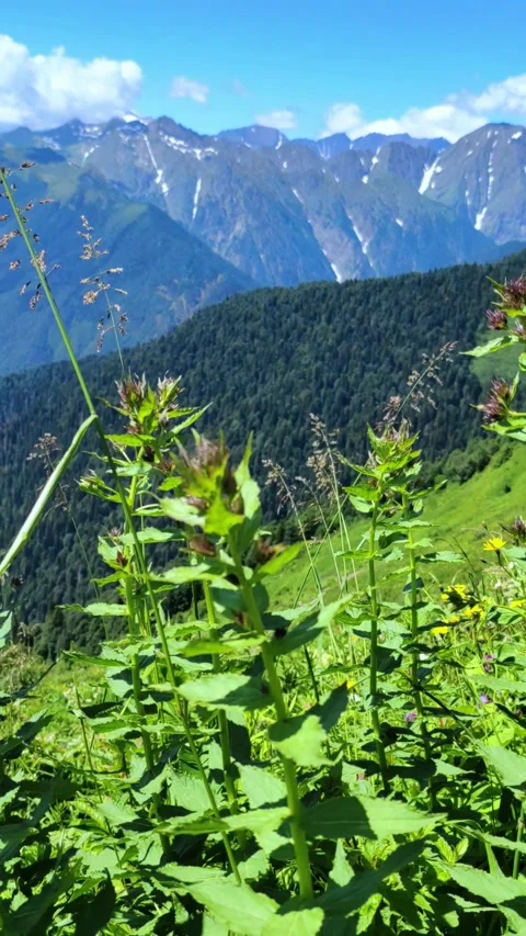Focus on flowers on the background of beautiful mountains. Stockbeeldmateriaal 281079664