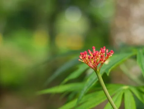 Focus on flowers blur effect Stock Photos