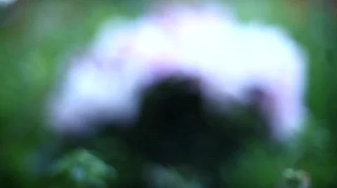 Focus on flowers Vidéo 481273