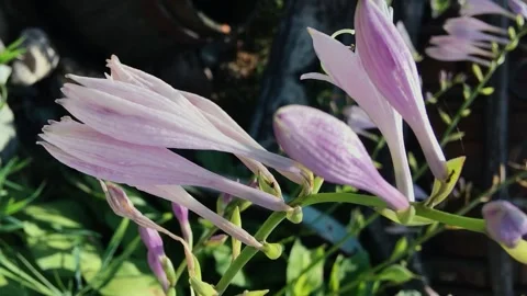 Focus from the flowers to the water that flows from the tap from the barrel. Stock Footage 168948407