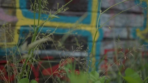 Focus from foliage to Graffiti wall Stock Footage 115334236