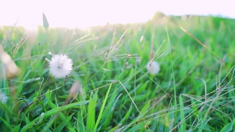 Focus Stock Footage 153469292