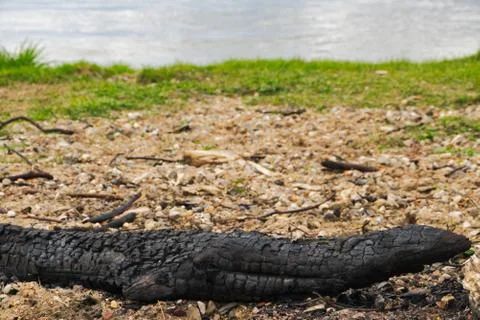 Focus on foreground of an burned log on a beach Fotos Stock