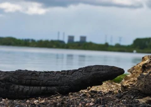 Focus on foreground of an burned log on a beach Foto stock