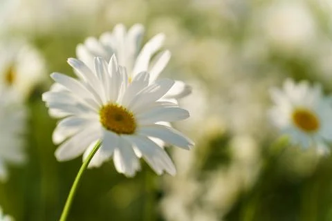 Focus in the foreground on a chamomile flower close-up Stock Photos