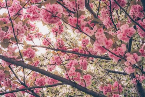 Focus on foreground kwanzan cherry tree blossoms and white apple tree flowers Stock Photos