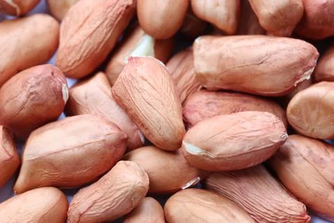 Focus fresh Peanuts. Stock Photos