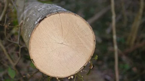 Focus On Freshly Sawed Tree Segment Displaying Growth Patterns And Textured Bark Stock Photos