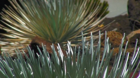Focus From Front Wild Plant to Back 動画素材 92547656