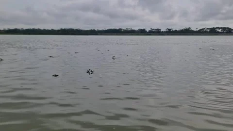 Focus on gentle river ripples with distant riverbank under cloudy sky Video stock 332503494