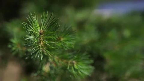 The focus gently follows fresh pine branches as they move with the wind. Every Stock-Footage 309933157
