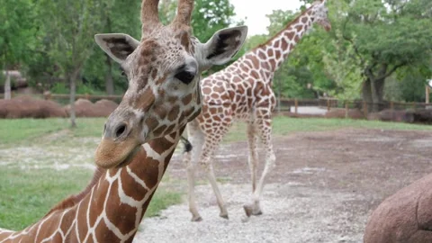 Focus to Giraffe 2 - St. Louis Zoo Stock Footage 222660290