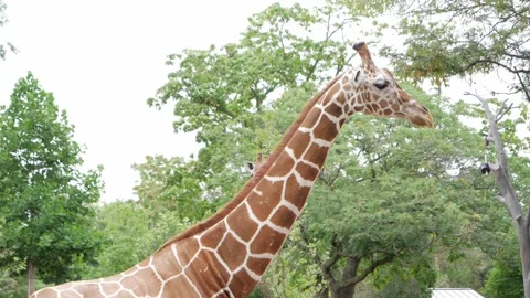 Focus to Giraffe 5 - St. Louis Zoo Stock Footage 222658713