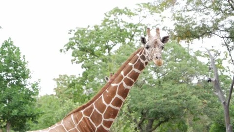 Focus to Giraffe Again - St. Louis Zoo Stock Footage 222658230