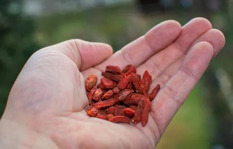 Focus on goji fruit. Stock Photos